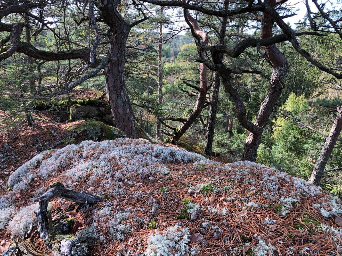 Mysig Och Modern Stuga Pa Snoegard, Naera Havet Och Naturen Lur  Екстериор снимка