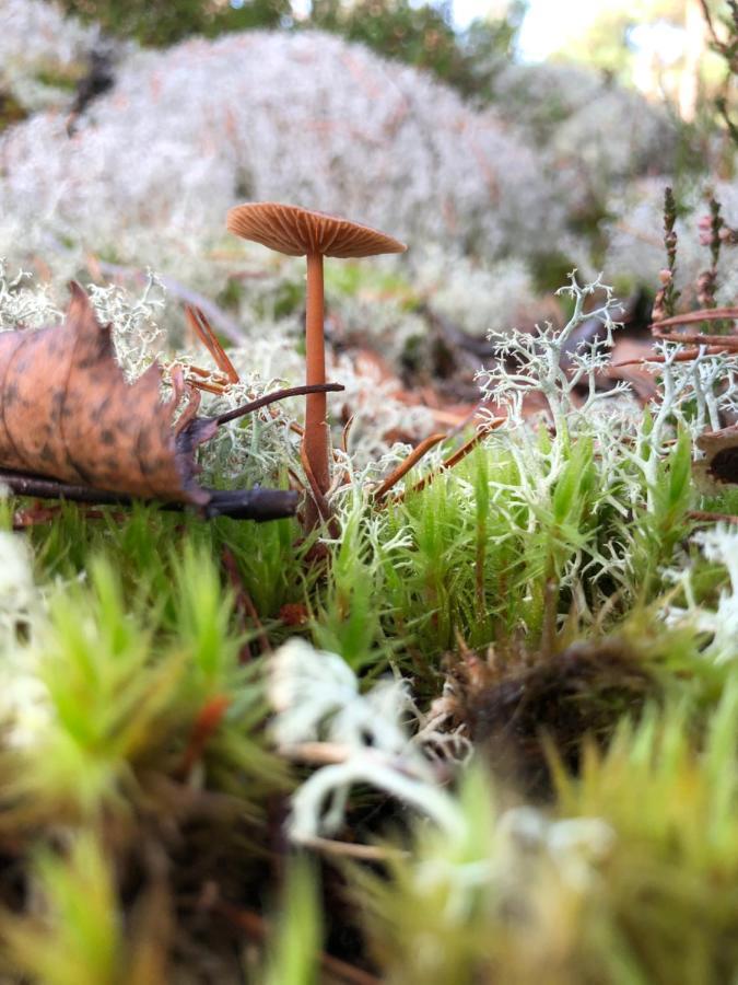 Mysig Och Modern Stuga Pa Snoegard, Naera Havet Och Naturen Lur  Екстериор снимка